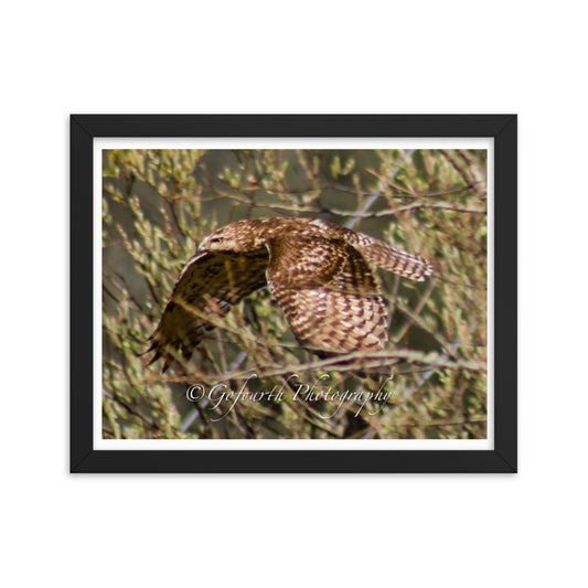 Oregon Red-Tailed Hawk - Framed